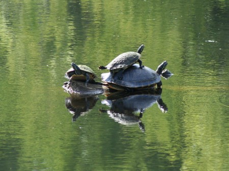 [Happy Turtles]
